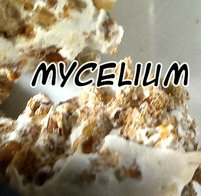 Mycélium ou substrat ? un choix cornélien qui oriente l