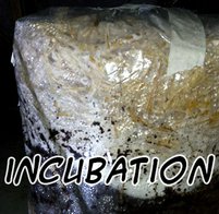 Incubation du substrat lors de la culture des champignons en interieur