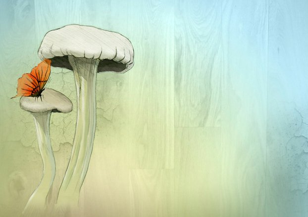 Pourquoi et comment faire une culture de champignons dans ma cave ?